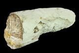 Fossil Mastodon (Gomphotherium) Tusk Sections - Kansas #136667-4